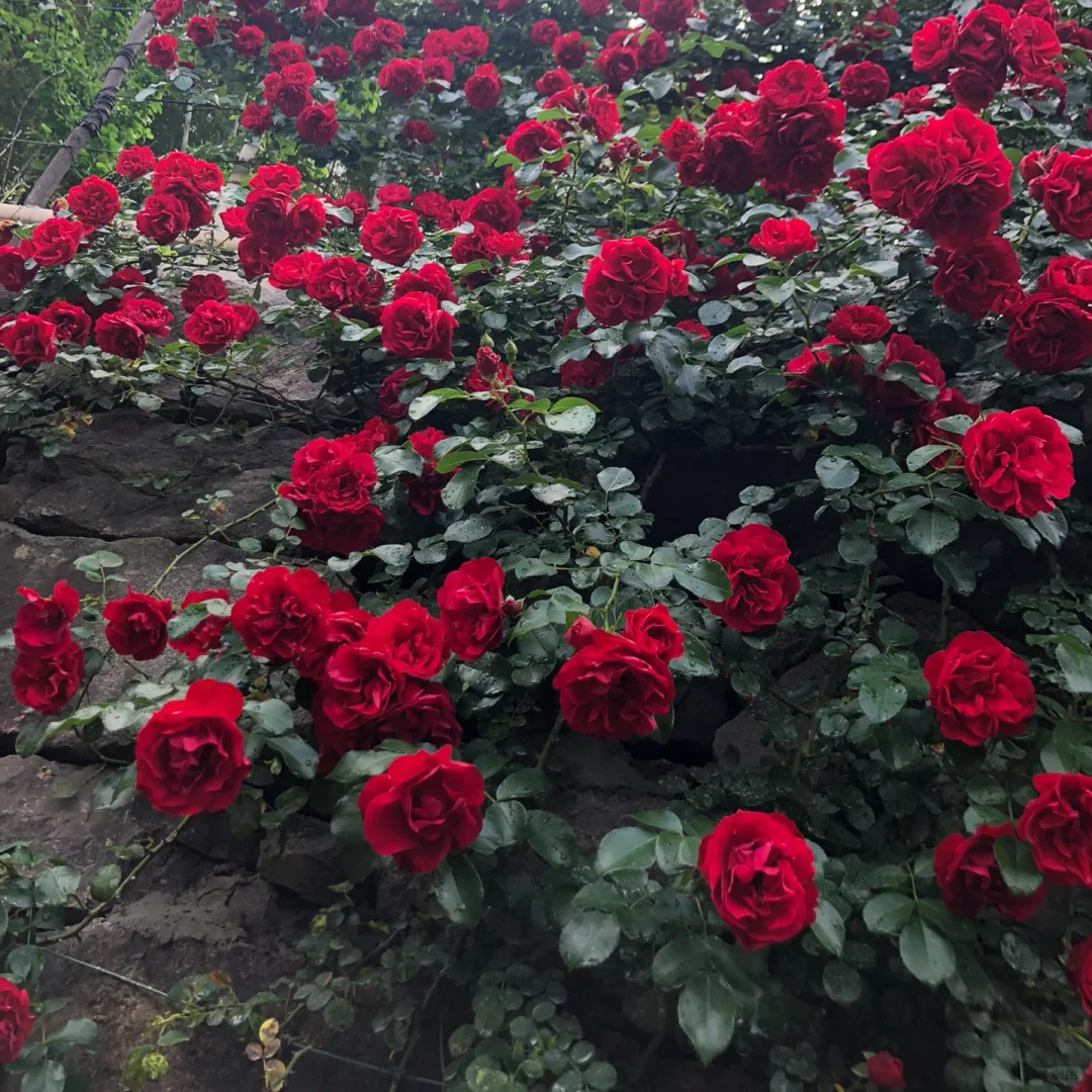 🔥Hot Sale🔥Climbing Rose Seeds