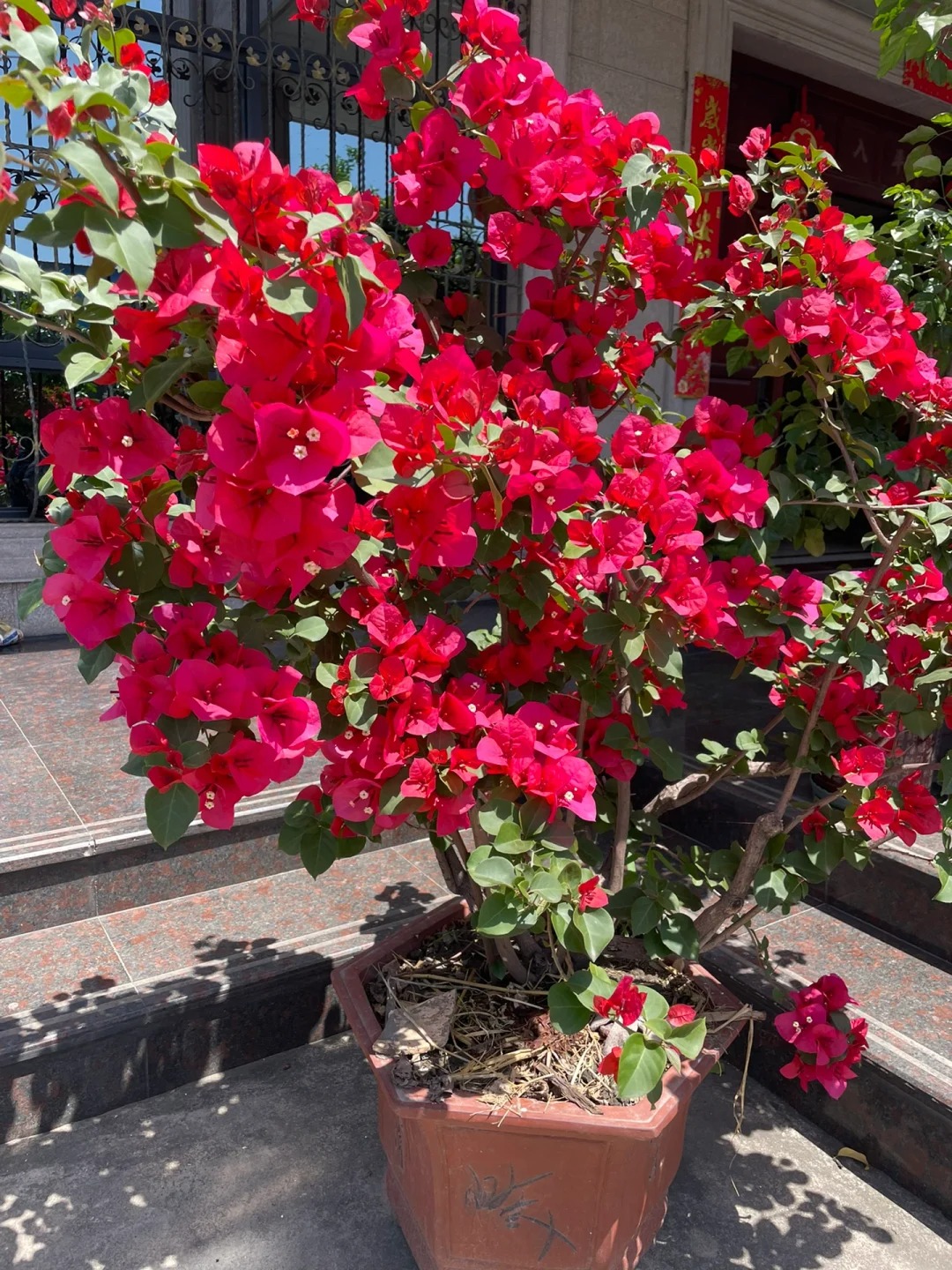 🪴💐Gartenpracht: Bunte Bougainvillea-Samen🌿