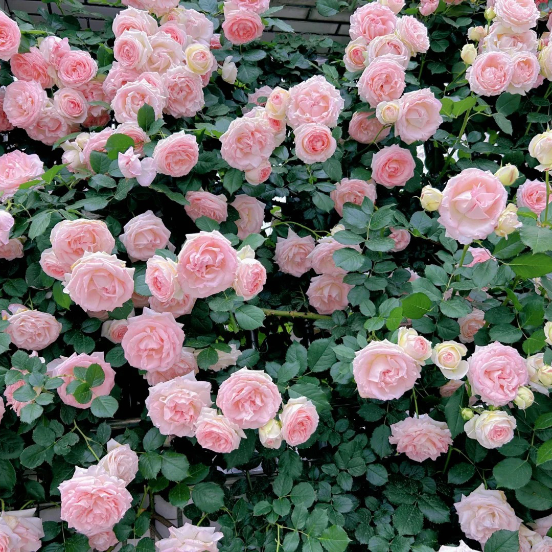 🔥Hot Sale🔥Climbing Rose Seeds