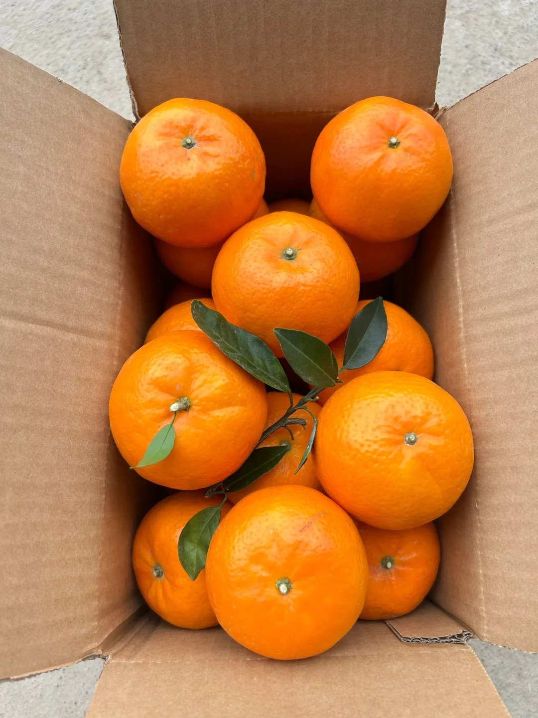 Seeds of rare citrus with thin skin and juicy flesh