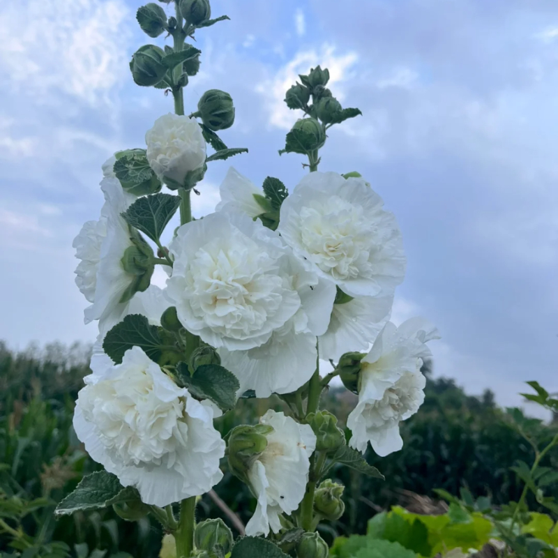 🌸Schöne lineare Pflanze🌈Doppelte Stockrose Samen🍁Im Herbst gepflanzt