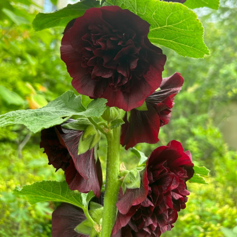 🌸Schöne lineare Pflanze🌈Doppelte Stockrose Samen🍁Im Herbst gepflanzt