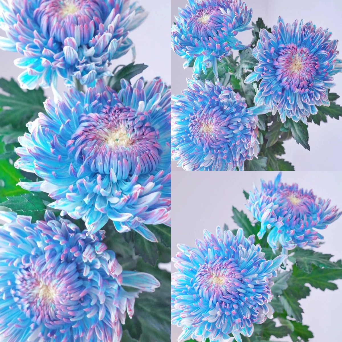 Starry Sky Peony Chrysanthemum Seeds