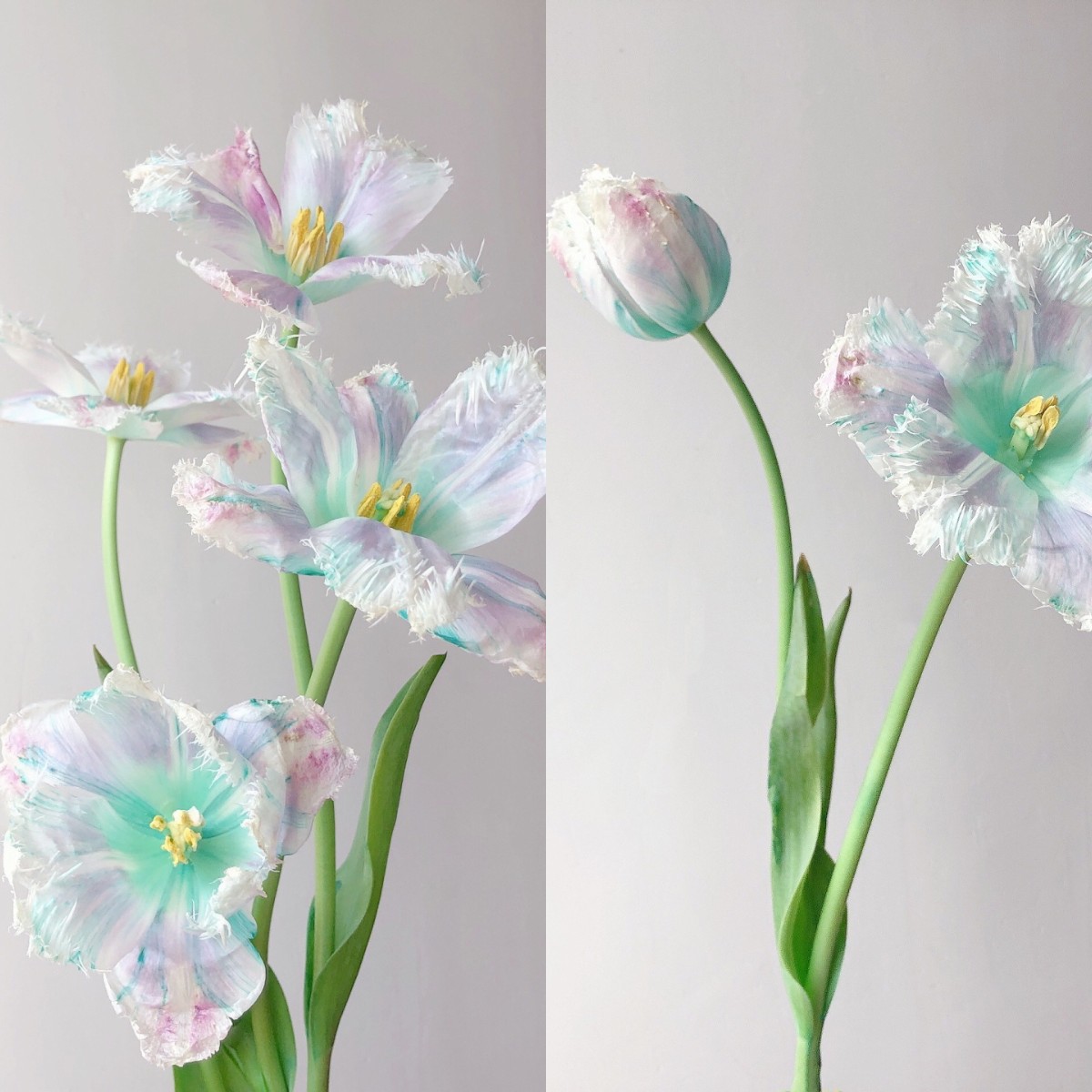 Aurora Tulip - Bonsai