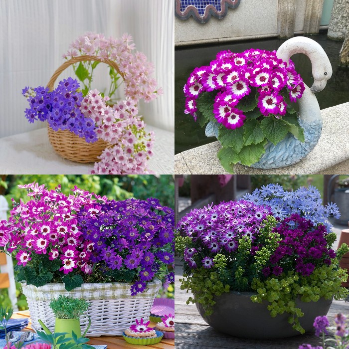 Cineraria Mix Flower Seeds