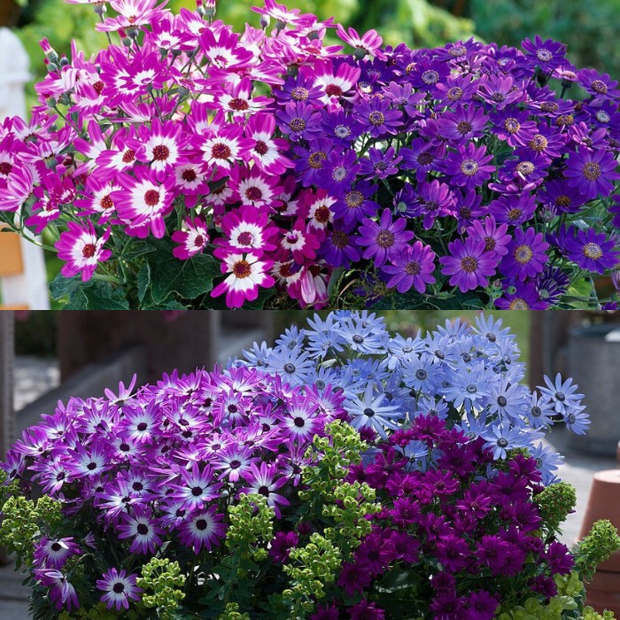 Cineraria Mix Flower Seeds