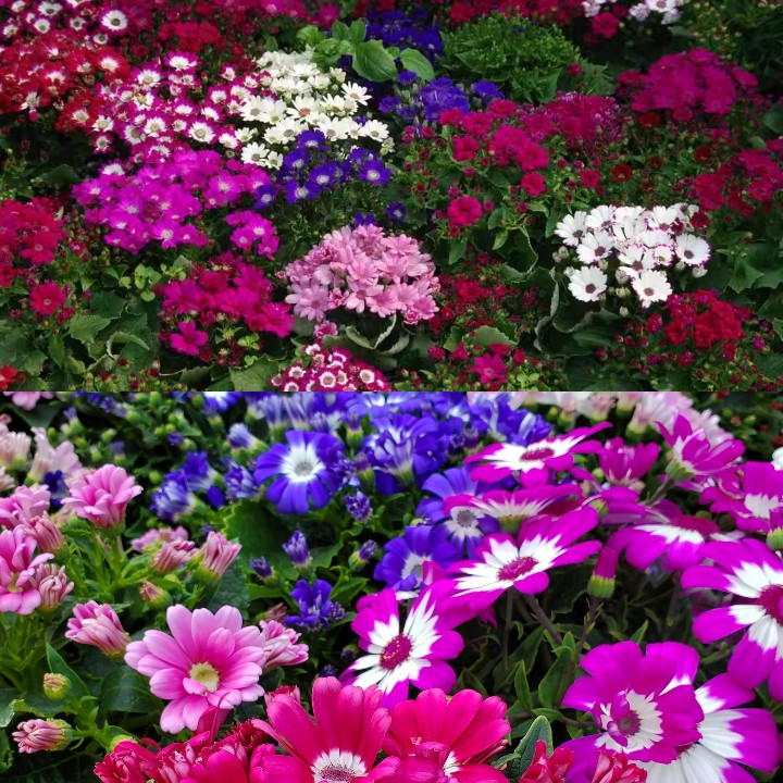 Cineraria Mix Flower Seeds