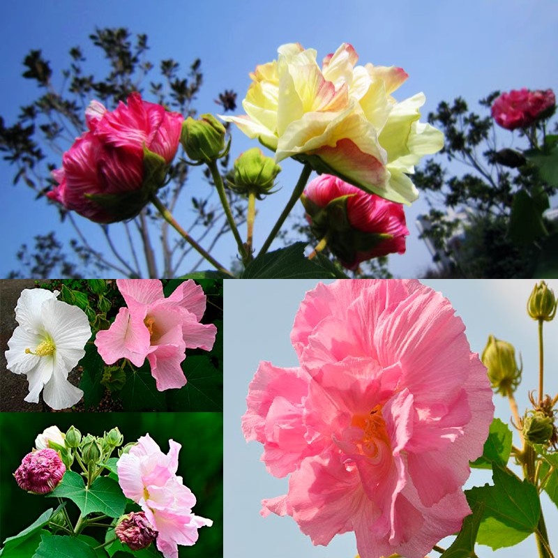 Tricolor Magic Garden Hibiscus