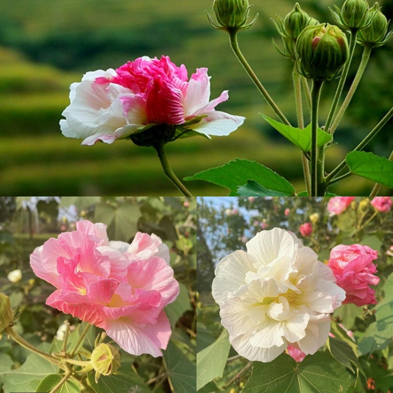 Tricolor Magic Garden Hibiscus