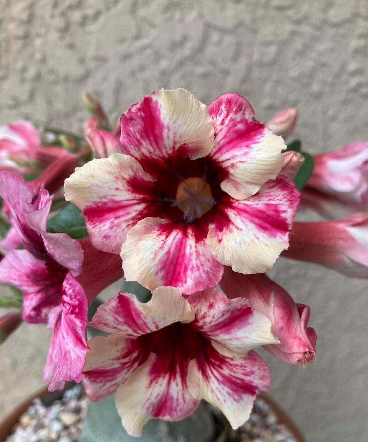 🌵🌹 Dive into Desert Beauty: Desert Rose Seeds for Your Tranquil Haven! 🏜️🌺