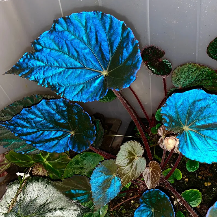 🍁🌿 Explore Nature's Beauty: Begonia grandis Product Overview and Planting Guide! 🌟🌱