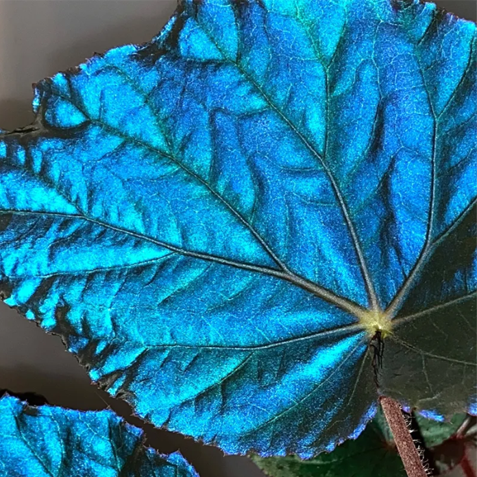 🍁🌿 Explore Nature's Beauty: Begonia grandis Product Overview and Planting Guide! 🌟🌱