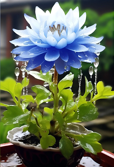  The Sacred Bonsai Lotus: Symbol of Beauty and Serenity🌸🌿