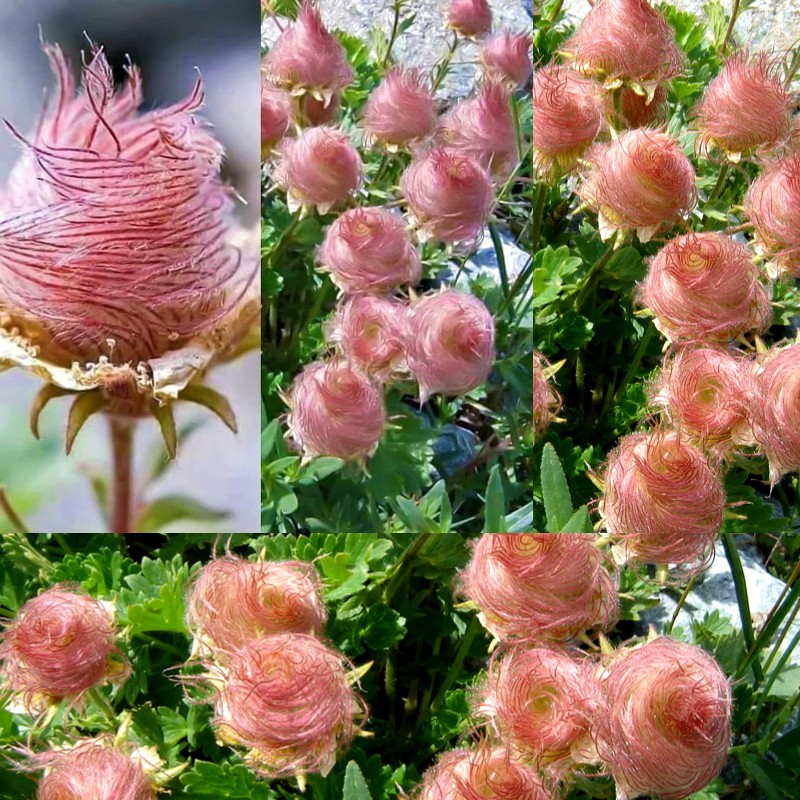 Prairie Smoke Flower 🔥Novel Plants🌿Your sweet dream