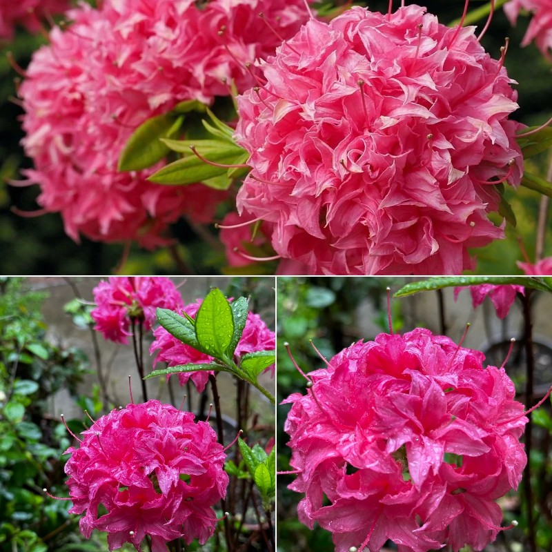 Deciduous Rhododendron