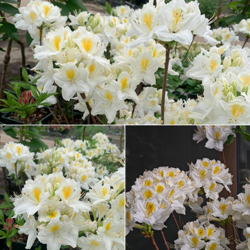 Deciduous Rhododendron