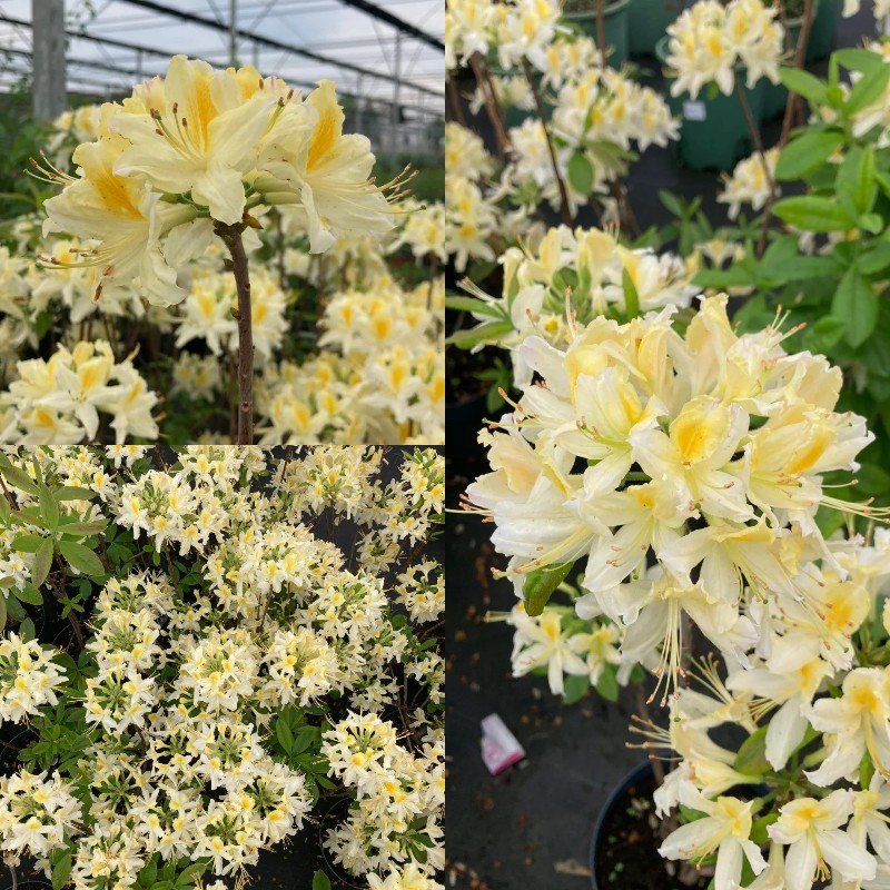 Deciduous Rhododendron