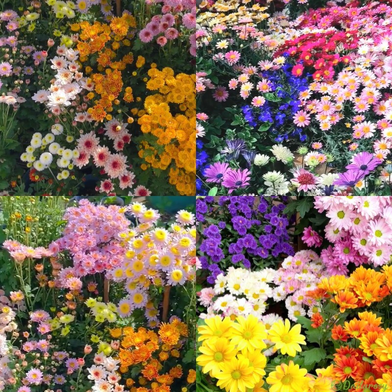 Mixed Colors-Pyrethrum-Flower Seeds-Group