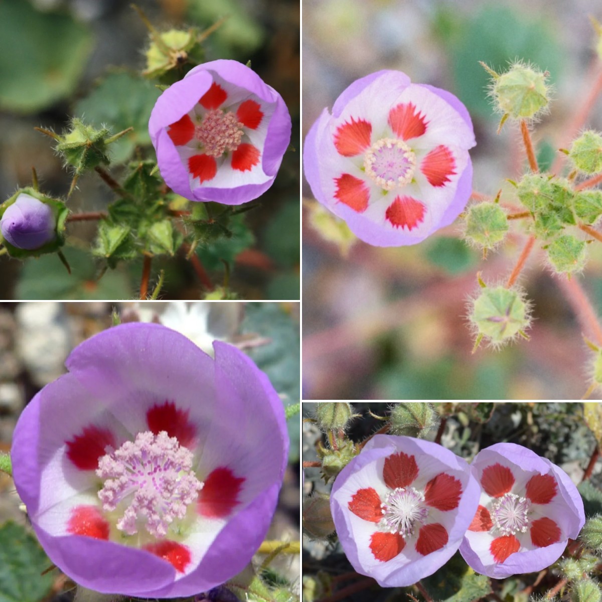 🌵Eremalche Rotundifolia Seeds🌸