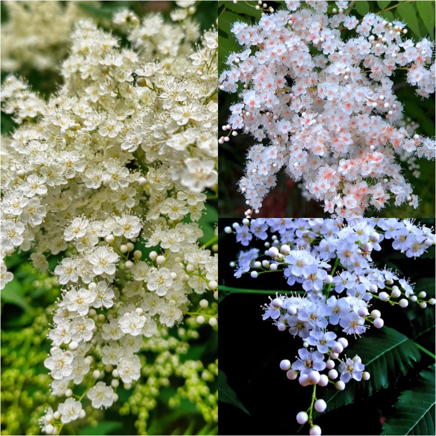 Pearl Plum: A Beacon of Serenity and Good Fortune 🌸