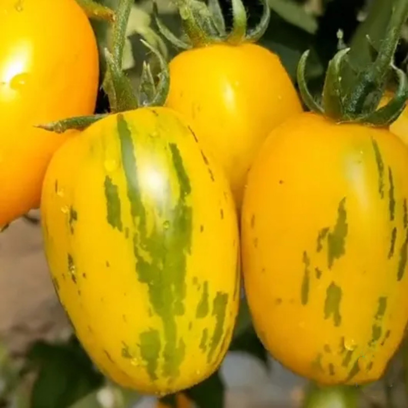 Tomato Reisetomate-Plant them 🌱, and  harvest next month! 🍅🍅🍅