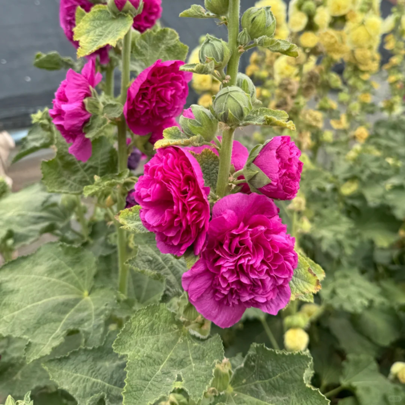 🌸Schöne lineare Pflanze🌈Doppelte Stockrose Samen🍁Im Herbst gepflanzt