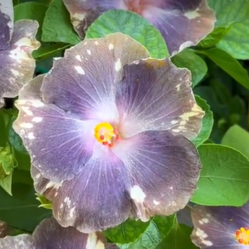 ☀️Farbschaufel im Sommer 🌈Verfärbung Hibiskusblüte Samen🌸Sommer-Blühmaschine
