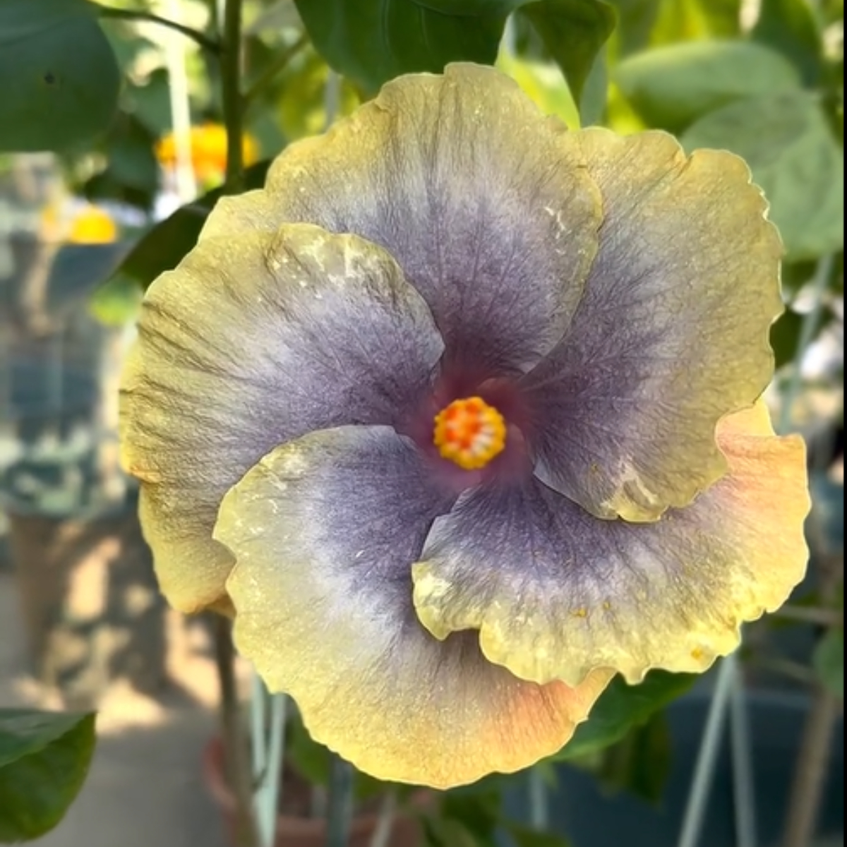 ☀️Farbschaufel im Sommer 🌈Verfärbung Hibiskusblüte Samen🌸Sommer-Blühmaschine