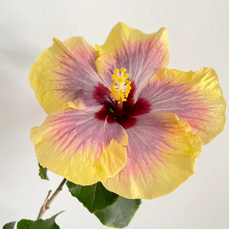 ☀️Farbschaufel im Sommer 🌈Verfärbung Hibiskusblüte Samen🌸Sommer-Blühmaschine