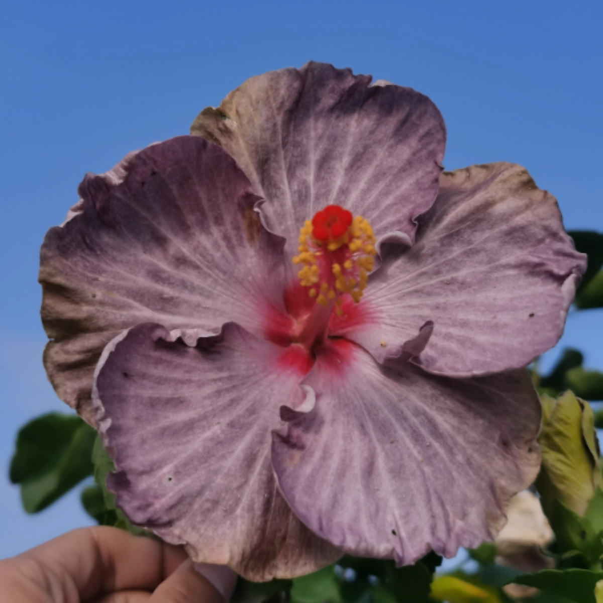 ☀️Farbschaufel im Sommer 🌈Verfärbung Hibiskusblüte Samen🌸Sommer-Blühmaschine