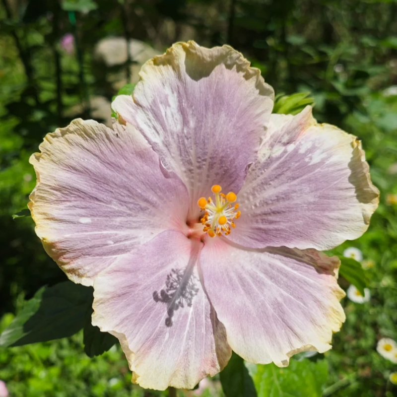 ☀️Farbschaufel im Sommer 🌈Verfärbung Hibiskusblüte Samen🌸Sommer-Blühmaschine