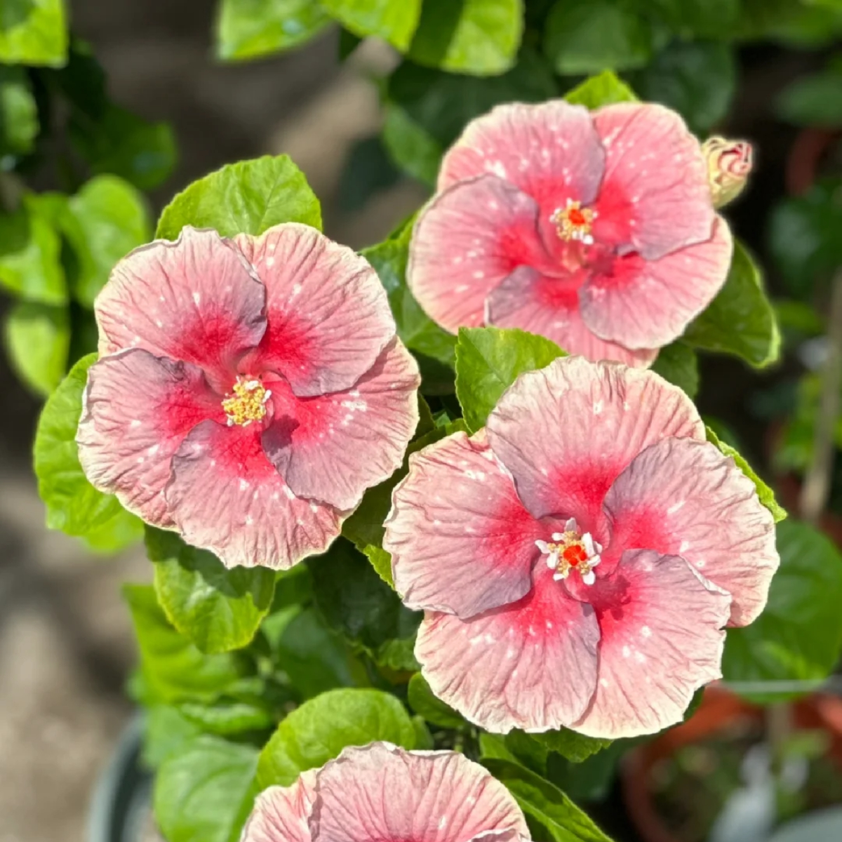 ☀️Farbschaufel im Sommer 🌈Verfärbung Hibiskusblüte Samen🌸Sommer-Blühmaschine