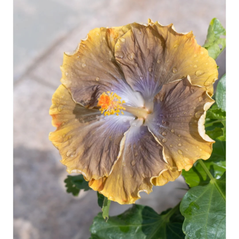 ☀️Farbschaufel im Sommer 🌈Verfärbung Hibiskusblüte Samen🌸Sommer-Blühmaschine