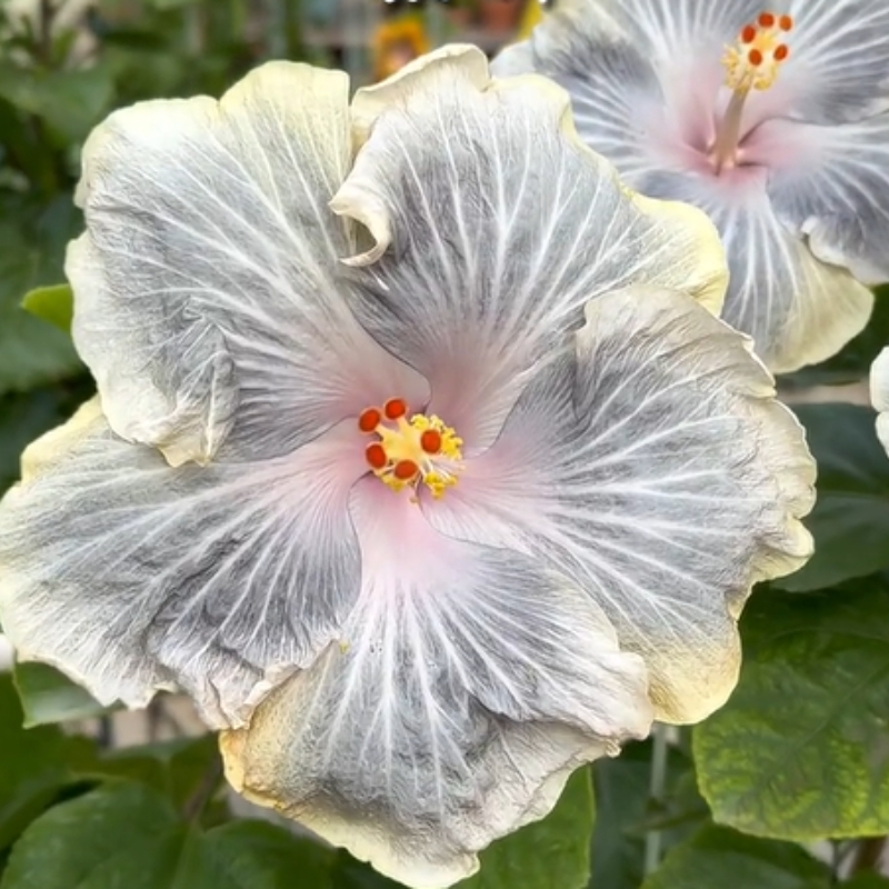 ☀️Farbschaufel im Sommer 🌈Verfärbung Hibiskusblüte Samen🌸Sommer-Blühmaschine