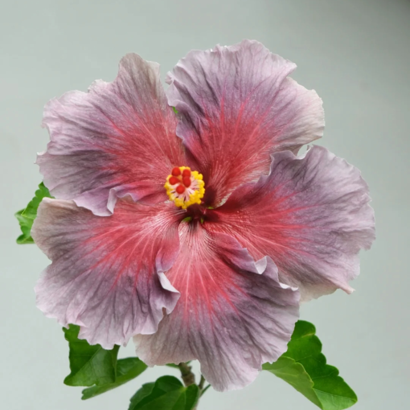 ☀️Farbschaufel im Sommer 🌈Verfärbung Hibiskusblüte Samen🌸Sommer-Blühmaschine