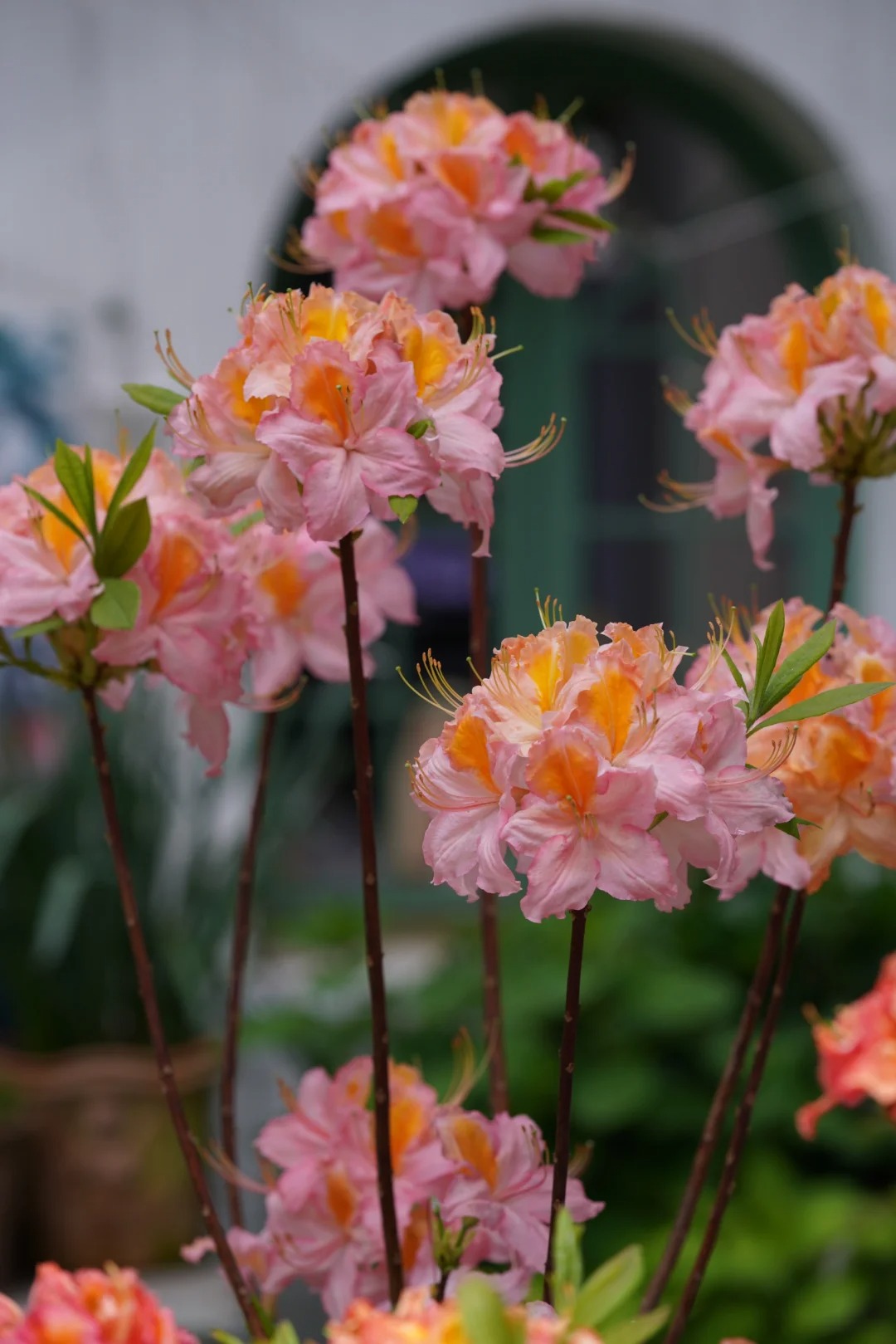 Deciduous Rhododendron