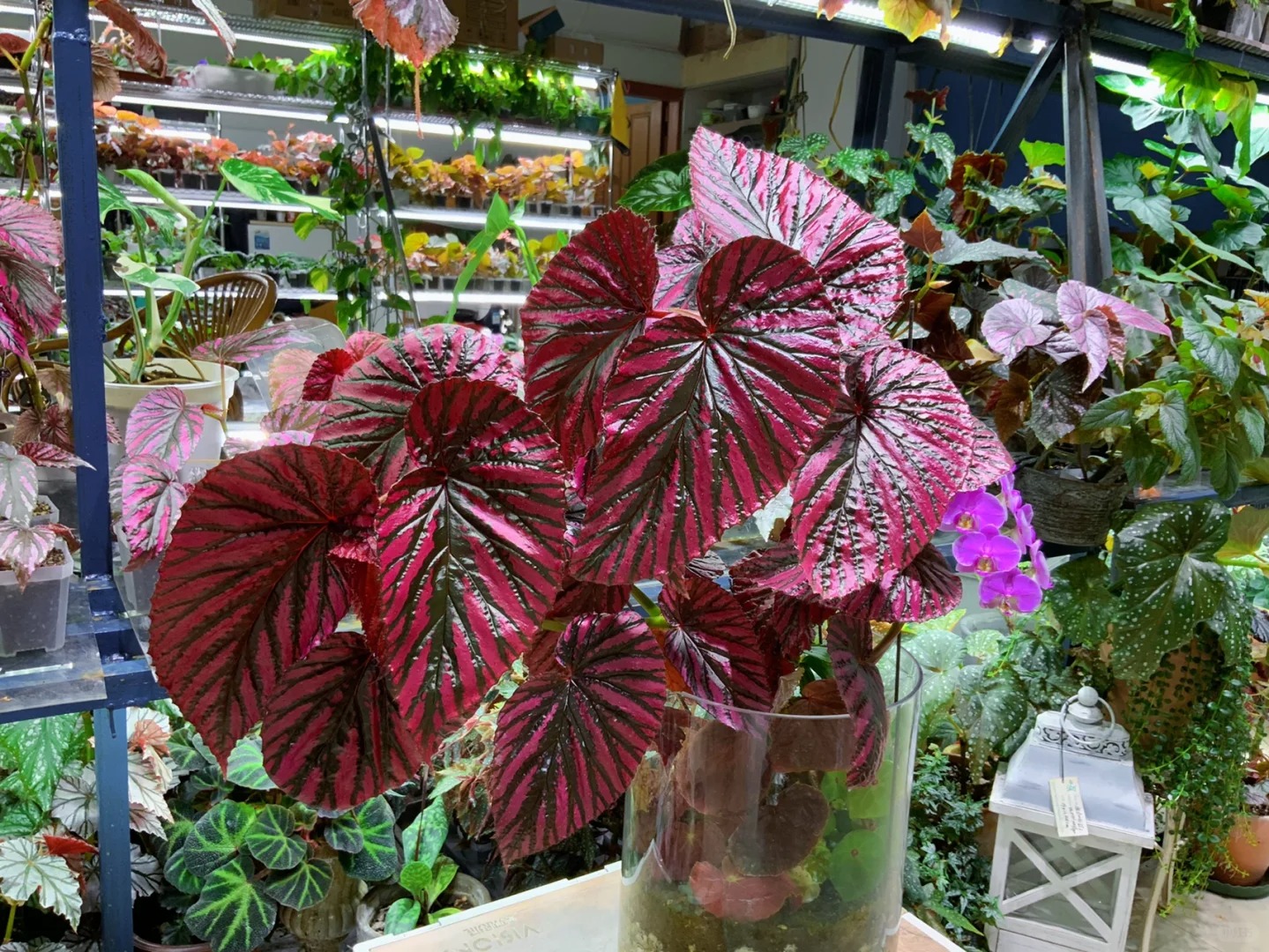 🍁🌿 Explore Nature's Beauty: Begonia grandis Product Overview and Planting Guide! 🌟🌱