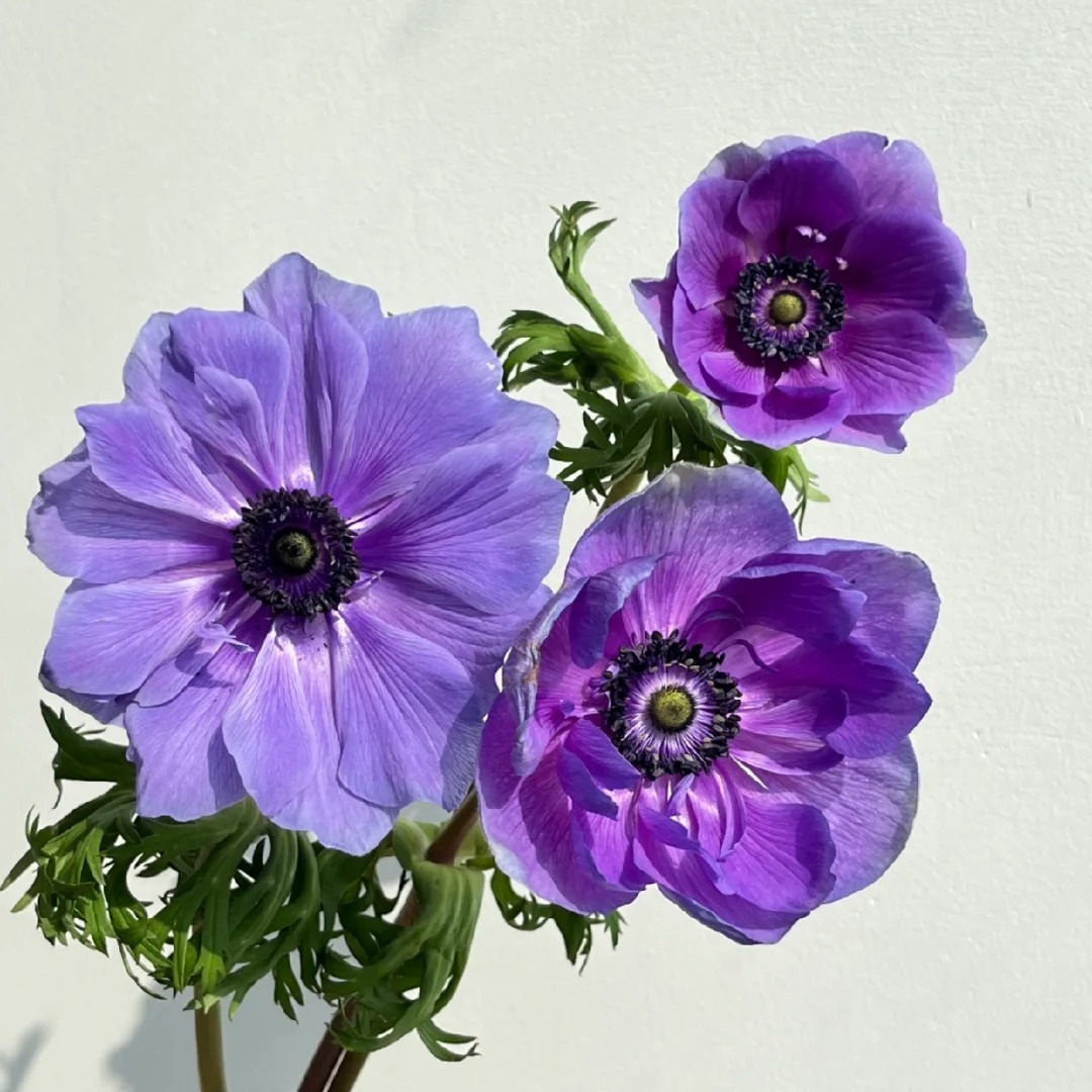 🌟 Discover the Beauty: Blue Purple Silver Lotus Flower for Your Garden Oasis! 🌸💜