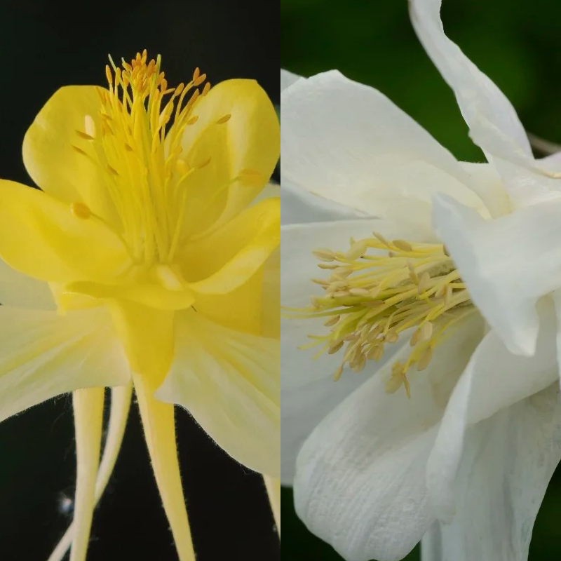 🌟Aquilegia-Samen💥50% Rabatt