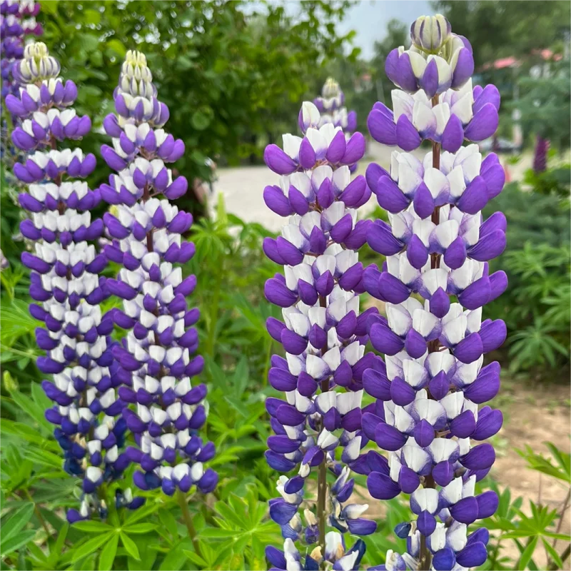 💞Mutterblume-Russell Lupin🎊💥Rabatte begrenzen