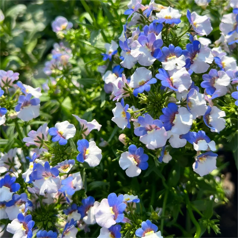 🌸Dragon Face Flower🐉💥Limited Time Offer-50% OFF🎉