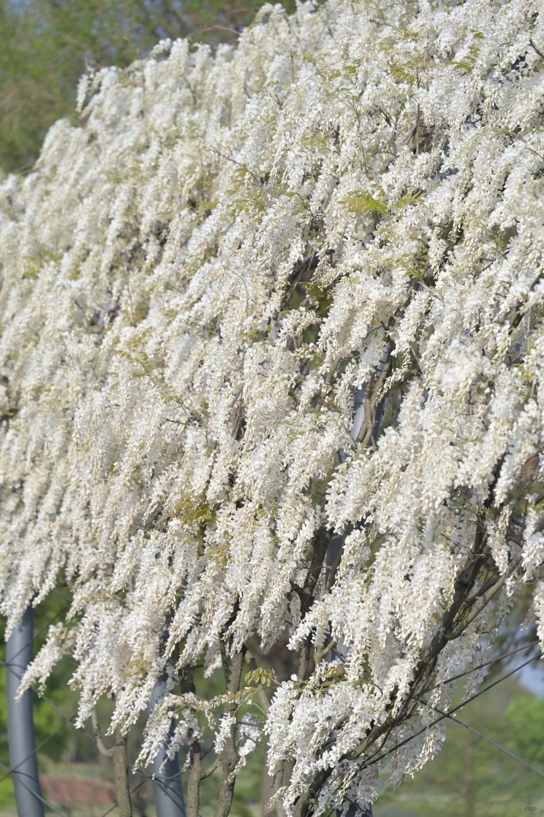 Wisteria Wonder: Nature's Cascading Beauty 💜🌸