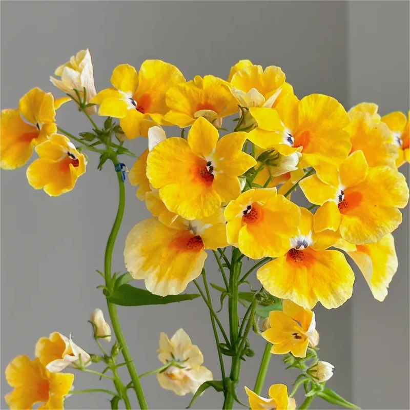 🌸Dragon Face Flower🐉💥Limited Time Offer-50% OFF🎉