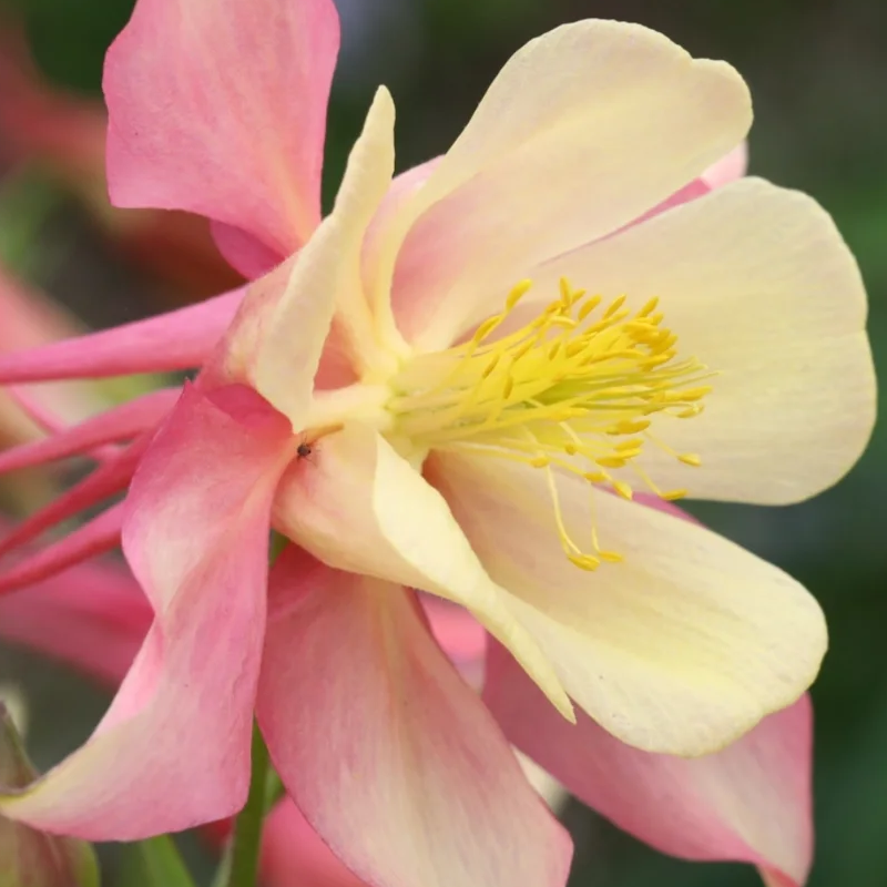 Aquilegia