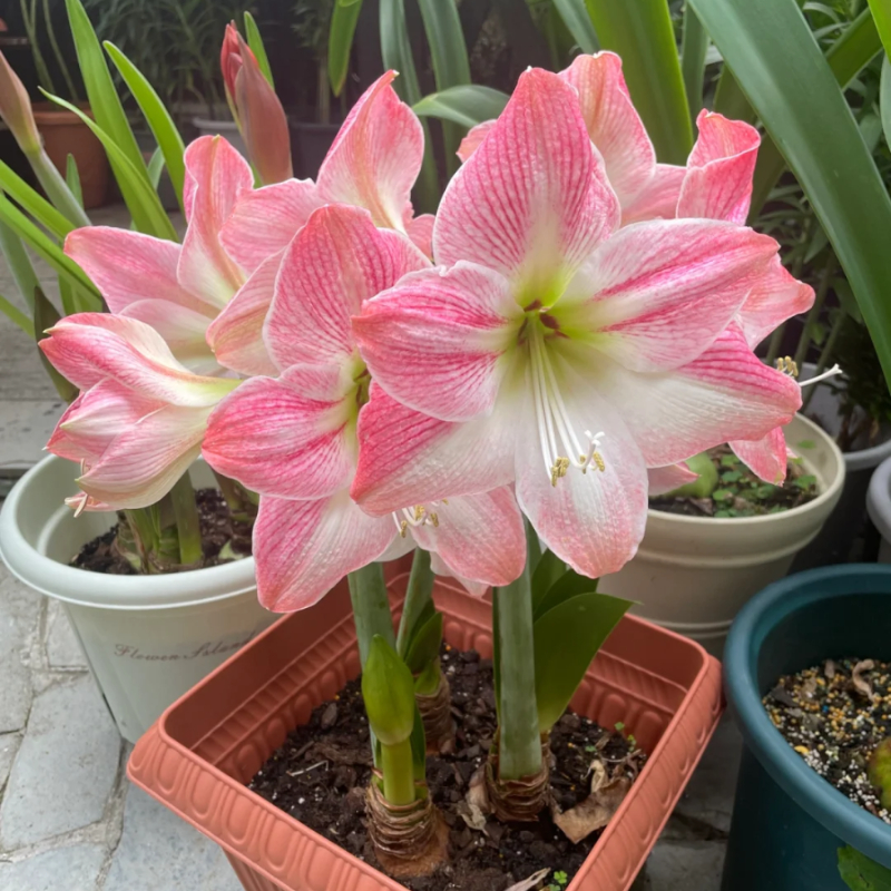 ☀️Gartenfokus🌺【Amaryllis-Zwiebeln】🪴Überraschungsrabatt
