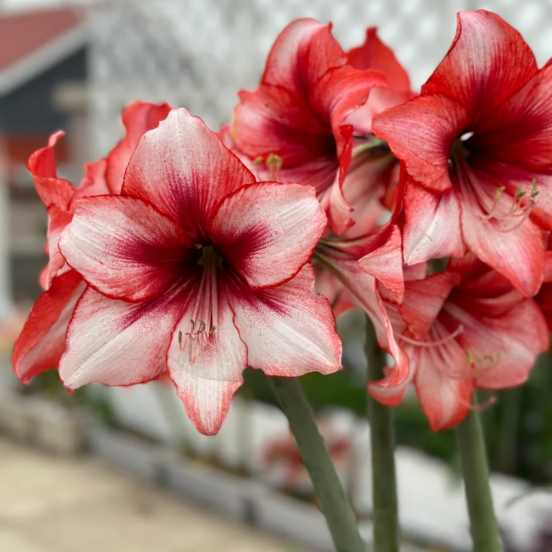 ☀️Gartenfokus🌺【Amaryllis-Zwiebeln】🪴Überraschungsrabatt