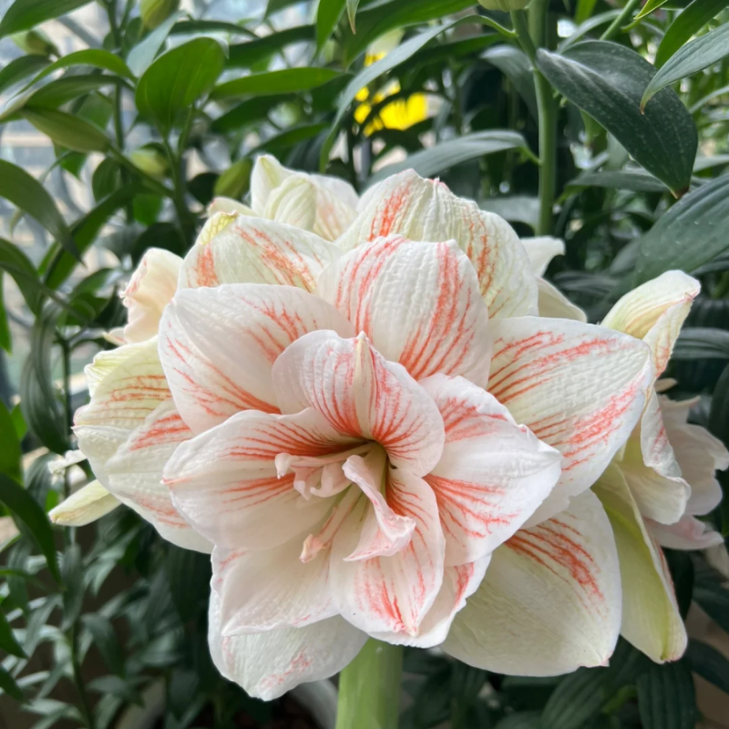 ☀️Gartenfokus🌺【Amaryllis-Zwiebeln】🪴Überraschungsrabatt