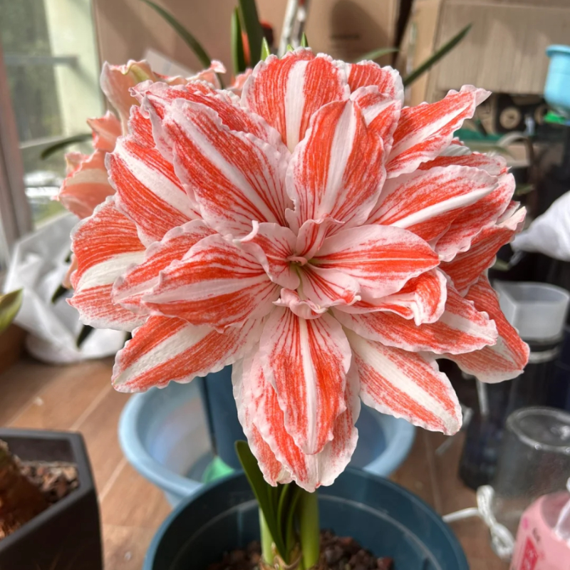 ☀️Gartenfokus🌺【Amaryllis-Zwiebeln】🪴Überraschungsrabatt