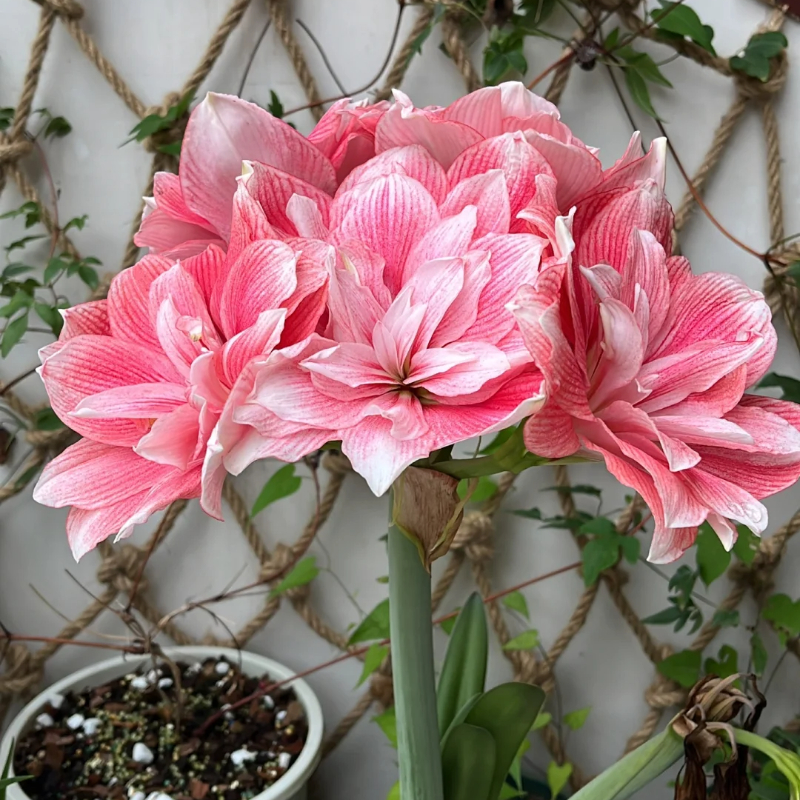 ☀️Gartenfokus🌺【Amaryllis-Zwiebeln】🪴Überraschungsrabatt