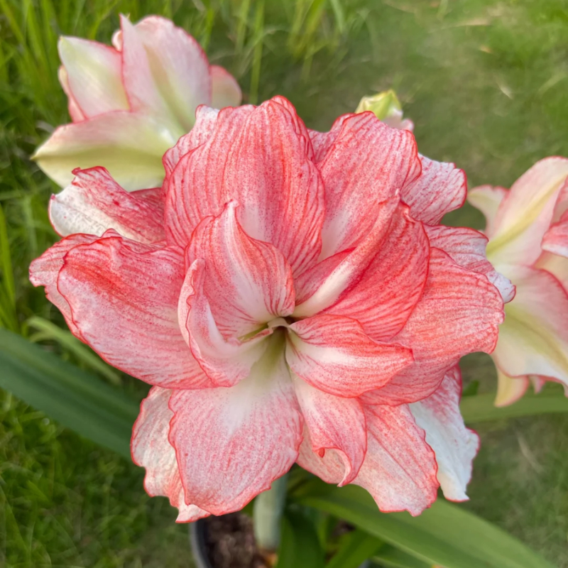☀️Gartenfokus🌺【Amaryllis-Zwiebeln】🪴Überraschungsrabatt